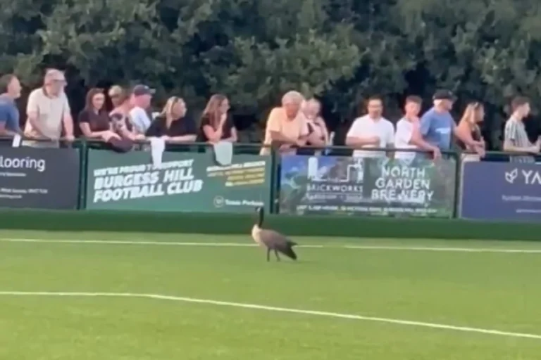 Čari nižih liga: GUSKA prekinula meč (VIDEO)