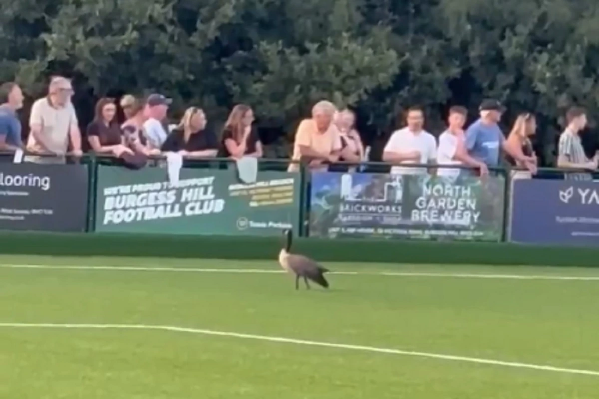 Čari nižih liga: GUSKA prekinula meč (VIDEO)